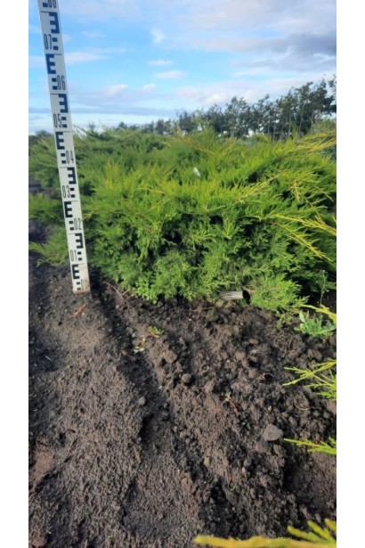 Ялівець середній Голд Кост - ком30кг/вис.40-50см/Ø80-100см